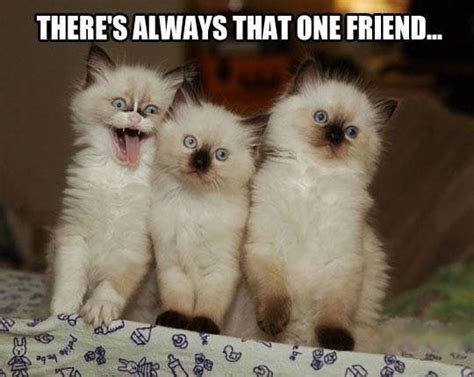 Funny Animal Memes Cute Funny Animals Cat Memes Funny Cute Cute