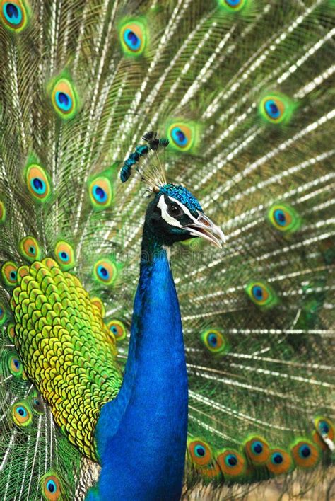 Male Indian Peafowl Displaying Tail Feathers Stock Image Image Of Square Green 30936689