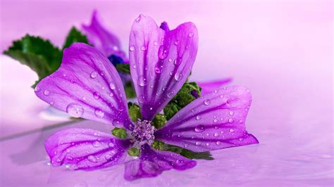 Beautiful Purple Flower Close Up Water Drops Wallpaper
