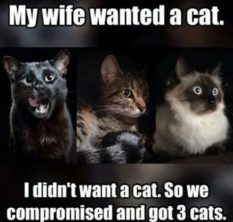 50 Funny Pictures Of Cats With Captions Funny Cat Pictures Funny