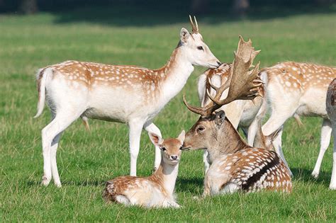 6 Deer Species That Are Kept As Pets Pethelpful