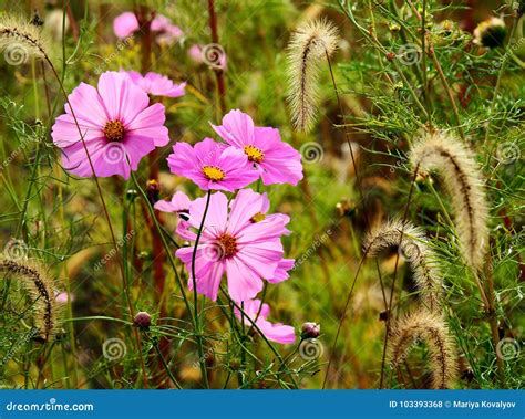 Beautiful Meadow Full Of Flowers Stock Photo Image Of Annes Plant