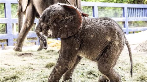 First Baby African Elephant Born At Disneys Animal Kingdom In 7 Years