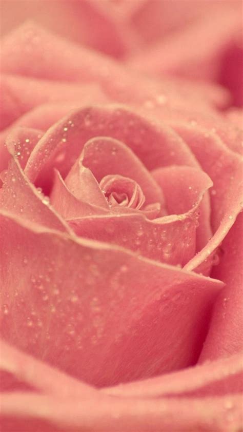 Pink Rose Backgrounds ·① Wallpapertag