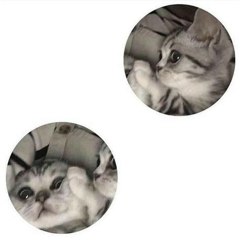 Matching Pfp For 4 In 2022 Cute Icons Cat Icon Matchi