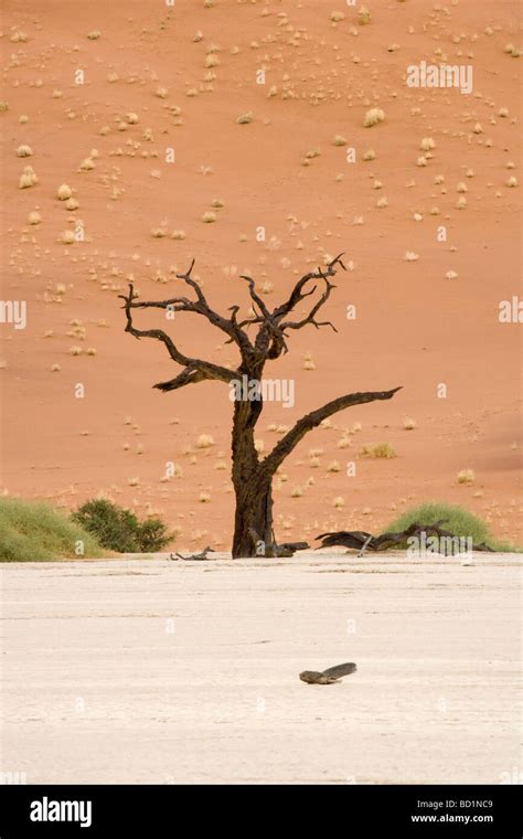 Dead Trees Of Deadvlei Near Sossusvlei In The Namib Desert Namibia
