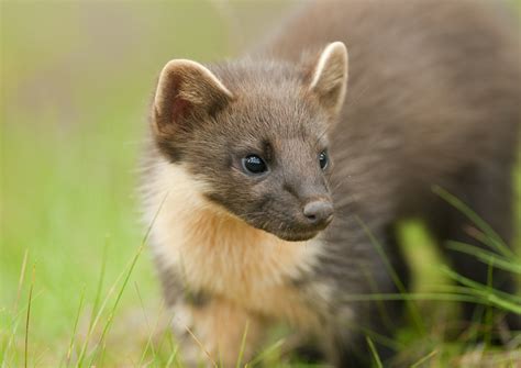 Pine Marten Mammal Scottish Wildlife Scottish Wildlife Trust