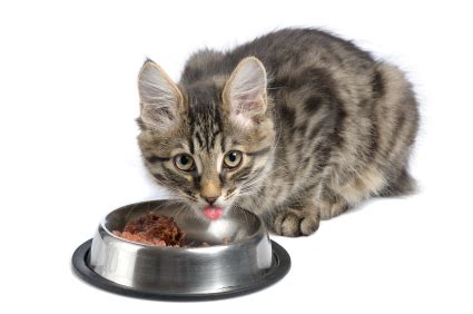 And they do benefit from the antioxidants and vitamins. Finicky Cats: Transitioning to Raw - True Carnivores