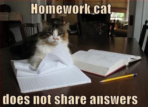 57 Best Images About Homework Memes On Pinterest Teaching My Life