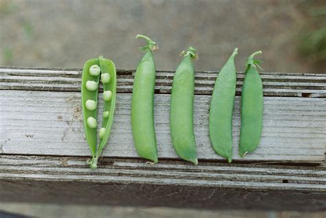 Homegrown 101 Growing Peas Farm Aid