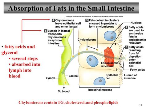 Small Intestine Absorption Diagram