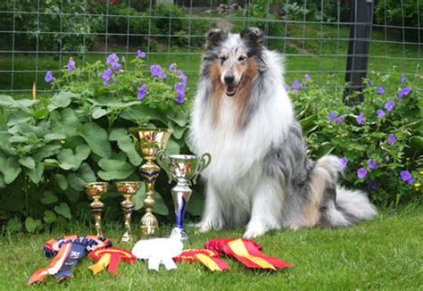 It is an all cap. Ingledene Rough Collies