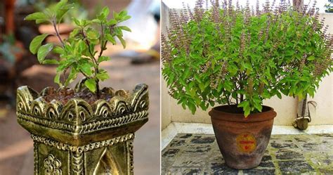 Health Benefits Of Tulsi The Divine Plant In Ayurveda Vedic Tribe
