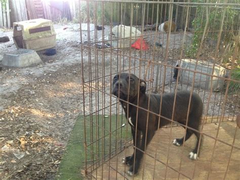 Seventeen Dogs Rescued In Florida Dog Fighting Bust Life With Dogs