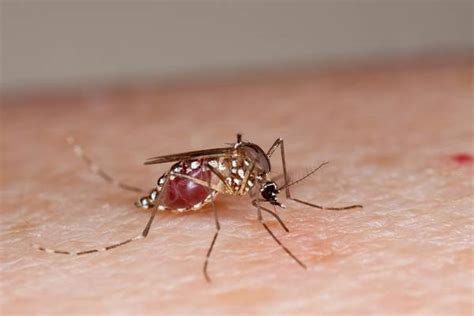 Zika Virus Concerns For Michigan Residents Msu Extension