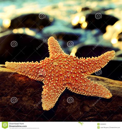 Starfish On A Rock Stock Image Image Of Brown Orange 35928391