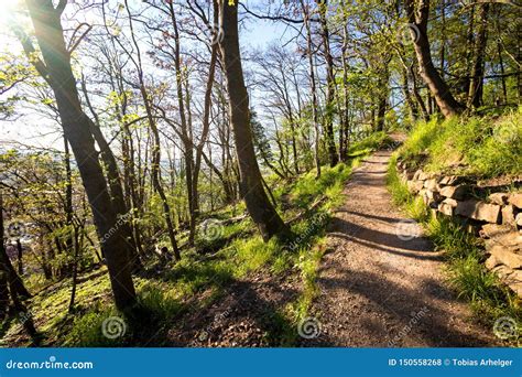 Forest Sunny Path Background Stock Photo Image Of Colors Earth