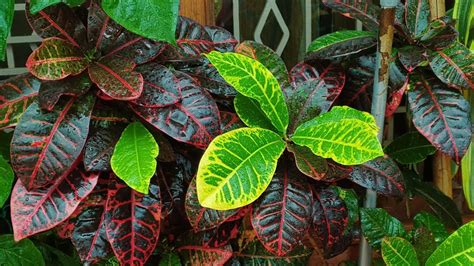 Croton Plant Care Temperature Houseplant Care For Croton Or Rushfoil