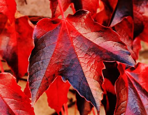 Free Picture Nature Red Leaf Autumn Plant Tree Foliage
