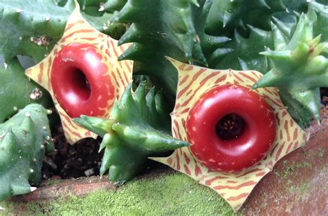 I had a cactus that took 15 years before it bloomed. Life Saver Plant (Huernia zebrina) - Buy it Now!