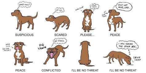 Understanding Your Dogs Body Language Dog Body Language