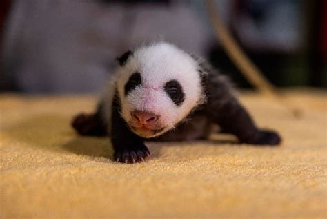 Smithsonians National Zoos Giant Panda Cub Is Male