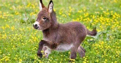 15 Adorable Tiny Donkey Pics That Prove They Deserve More Attention