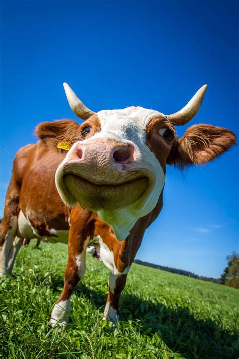 Psbattle This Cow Smiling Rphotoshopbattles
