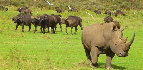 Kenya Lake Nakuru National Park White Rhino Walking Tour Walking