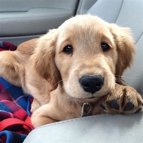Golden Retrievers On Instagram Puppy Eyes Welovegoldens Photo By