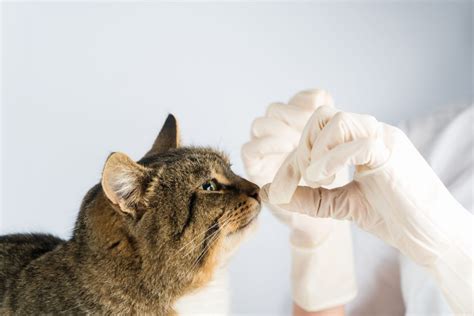 8 Reasons For Cat Foaming At The Mouth And How To Help