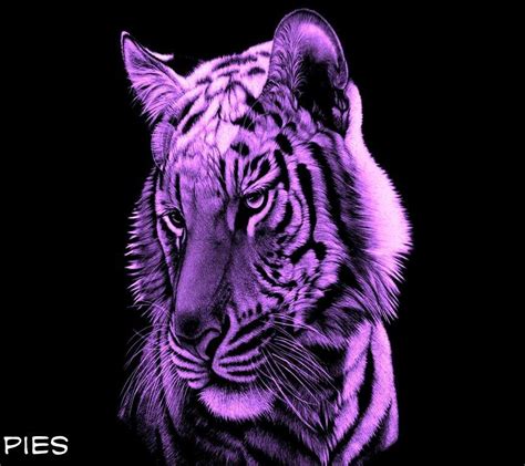 Purple Tiger Tiger Art Animal Tattoo Different Types Of Tigers