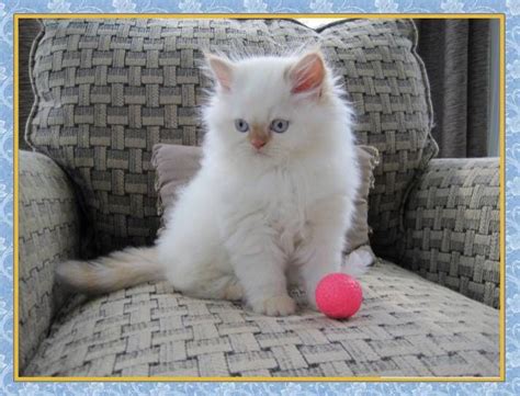 After all, their personalities are just as. Himalayan flame point kitten | Himalayan kitten, Kitten ...