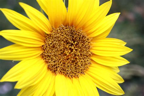 Yellow Sunflower Picture Free Photograph Photos Public Domain