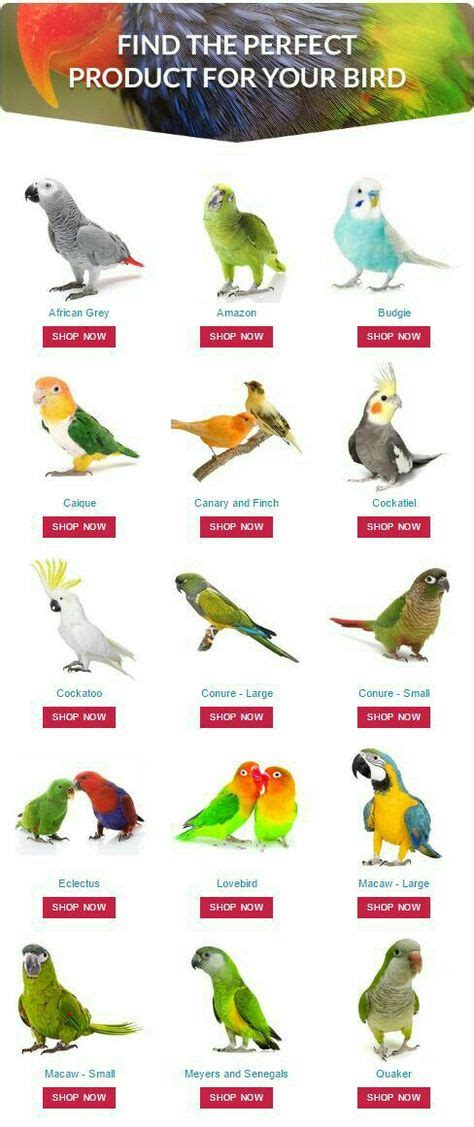 Pin By Lillian On Parrots Types Of Pet Birds Bird Breeds Birds