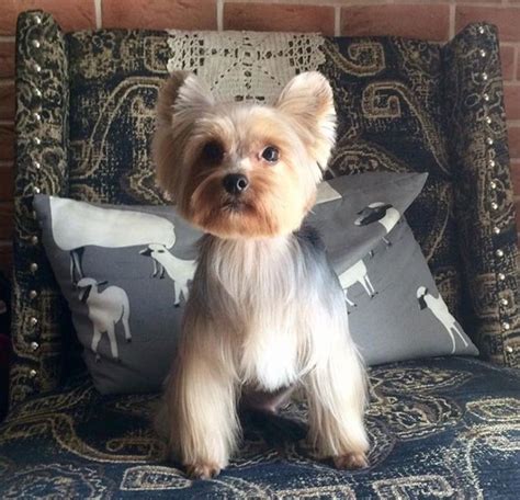 151 Extremely Cute Yorkie Haircuts For Your Puppy Yorkie Haircuts
