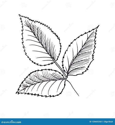 Rose Leaf Drawing