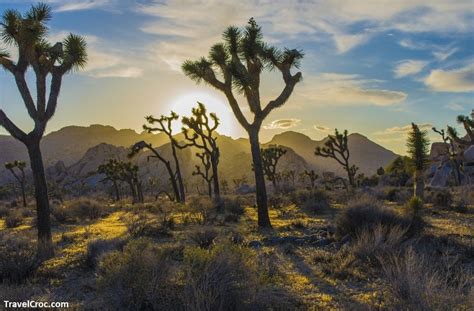 Best Time To Visit Joshua Tree A Complete Guide To Joshua Tree Np