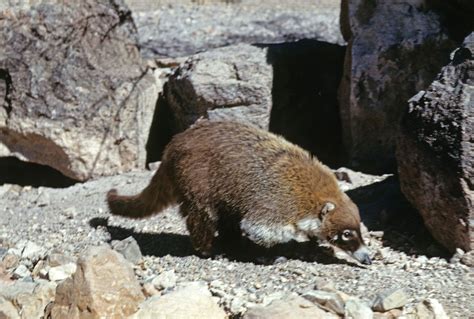 Top 111 Wild Animals In Arizona