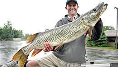 Angler Catches 31 Pound Tiger Muskie Deseret News