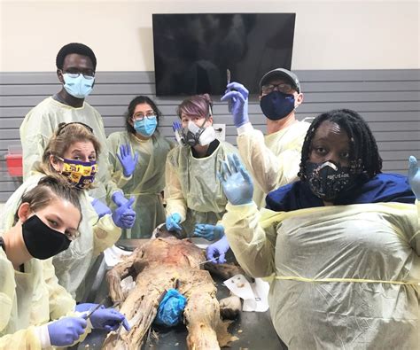 Dissection Club Experience Anatomy