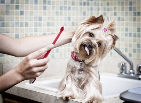 Brushing Dogs Teeth Beverly Hills Veterinary Associates Beverly