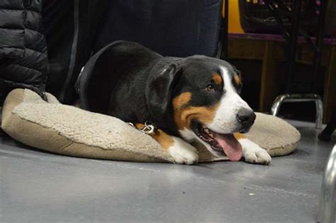 Entlebucher Mountain Dogs Are Fiercely Protective Of Those They Love