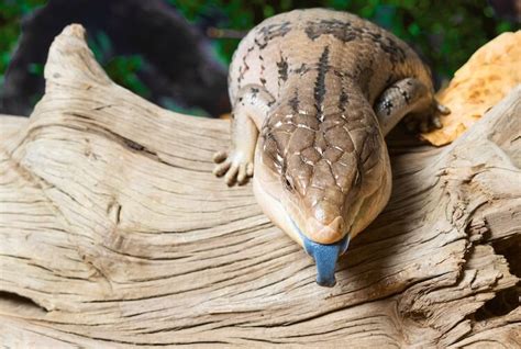 Discover Some of the Best Lizard Pets to Have - Franchise ...
