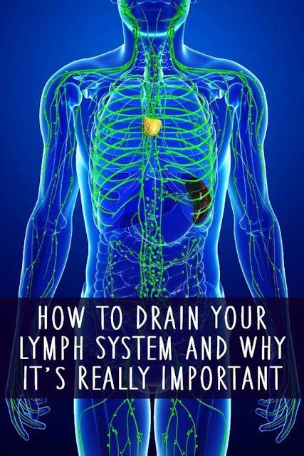Popular Pins Lymph System Lymphatic System Lymphatic