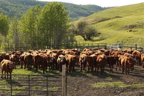 Quarantined Alberta Ranches To Get Agrirecovery Grainews