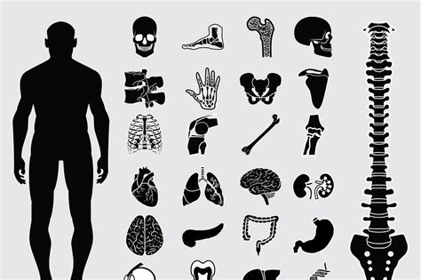 Human Anatomy Icons In 2022 Human Anatomy Icon Set Vector Logo