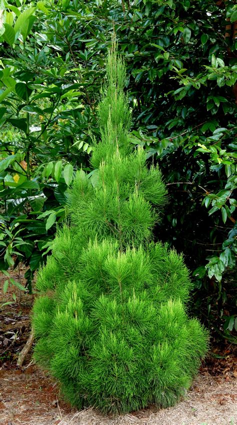 Gymnostoma Australiana Daintree Pine Australian Trees Australian