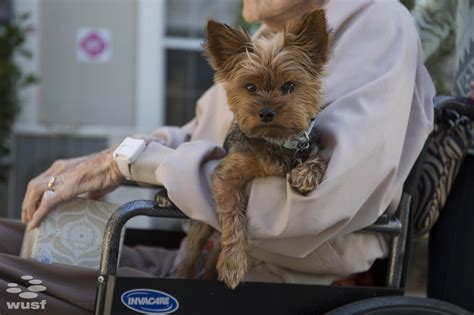 We take an innovative holistic approach to pet care using our education in canine behaviors. 'Pet Peace Of Mind' Keeps Hospice Patients, Pets Together ...