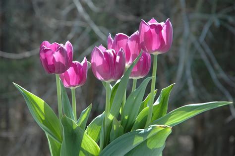 When and where to plant. When to Plant Tulips And How to Take Good Care of Them